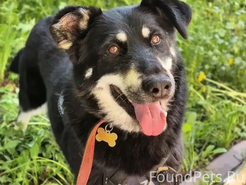 Пропала собака Дина, село Большое Алексеевское