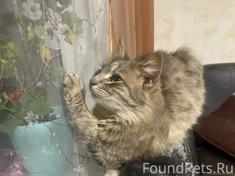 Пропал кот Тайсон, Авиационная