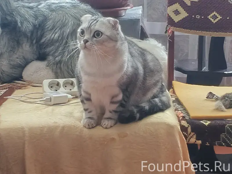 Пропал кот, деревня Овсянниково