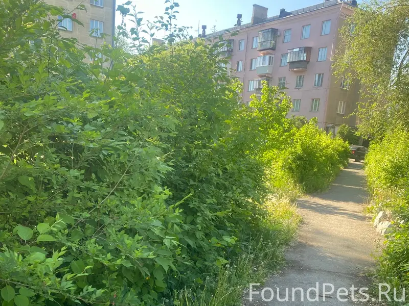 Найденна собака, за домом Ленина, 50