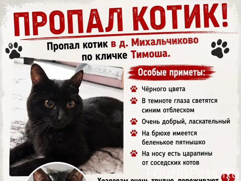 Пропал котик по кличке Тимоша