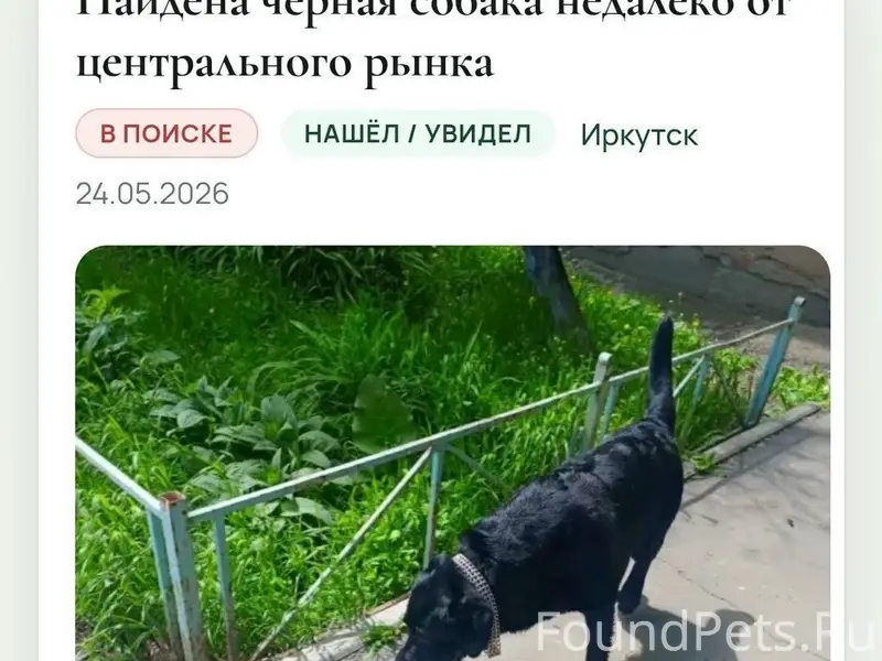 Найден тип собака, без указания места