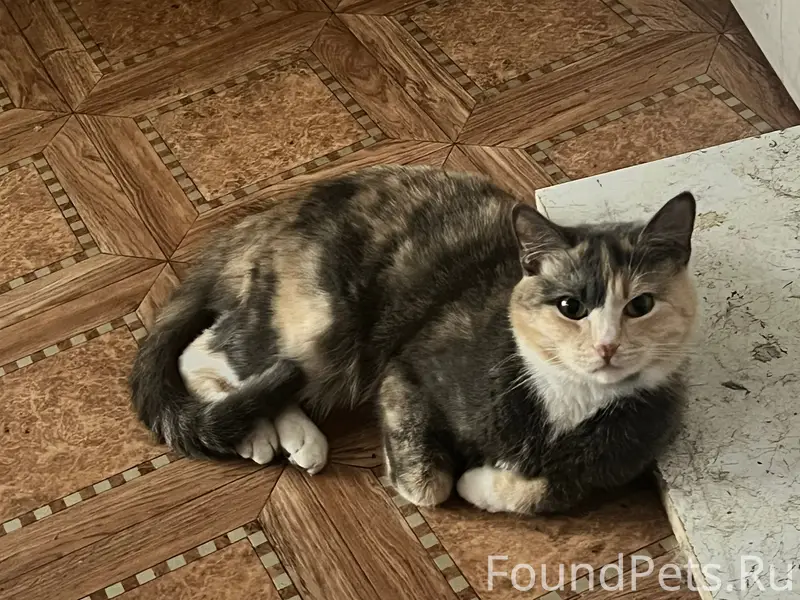 Пропала кошка, Ржев