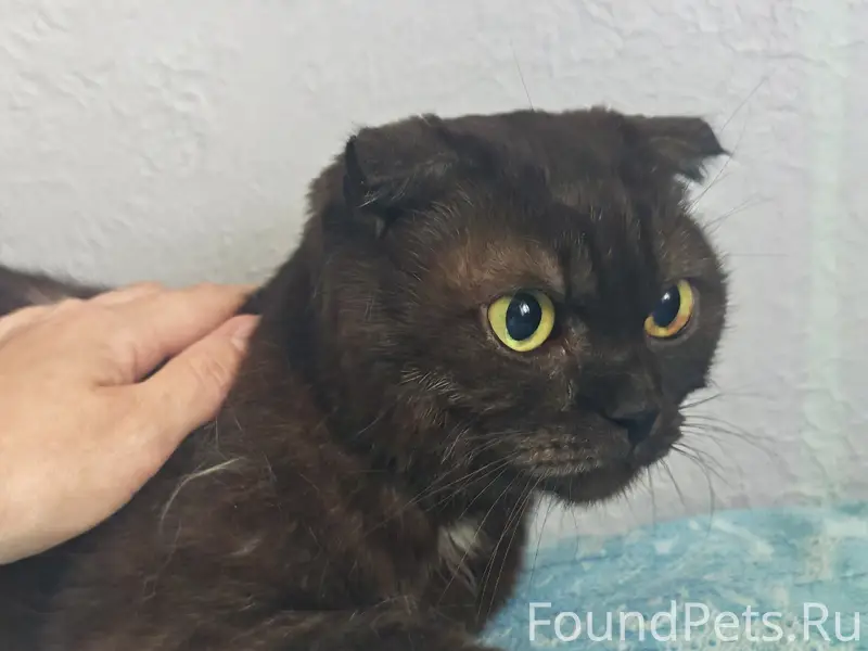 Найдена кошка, Самара