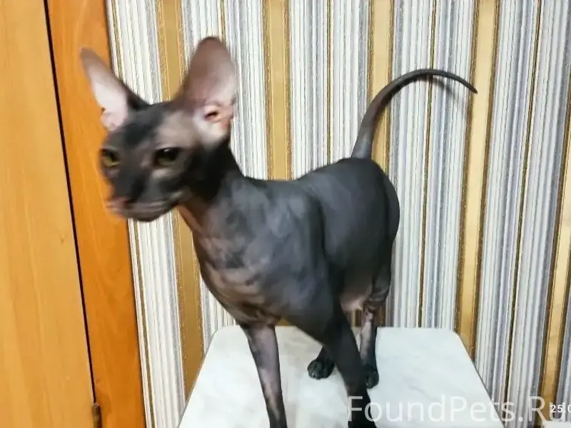 Найдена кошка, Западный 11