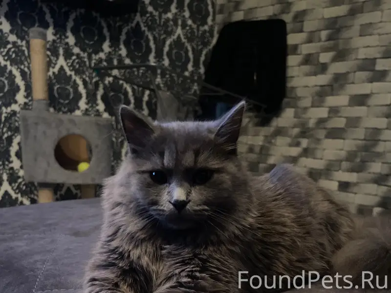Пропал кот Рубик, 1 микрорайон