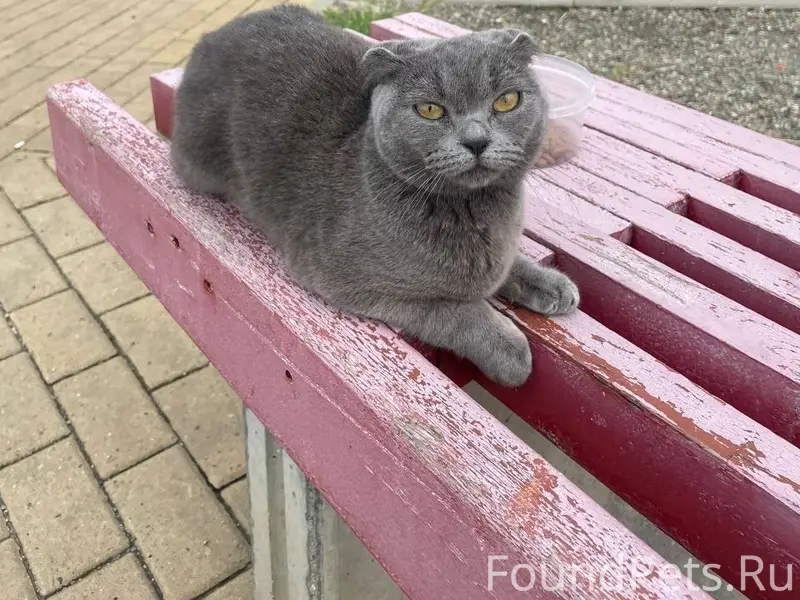 Найден котёнок, Анапа