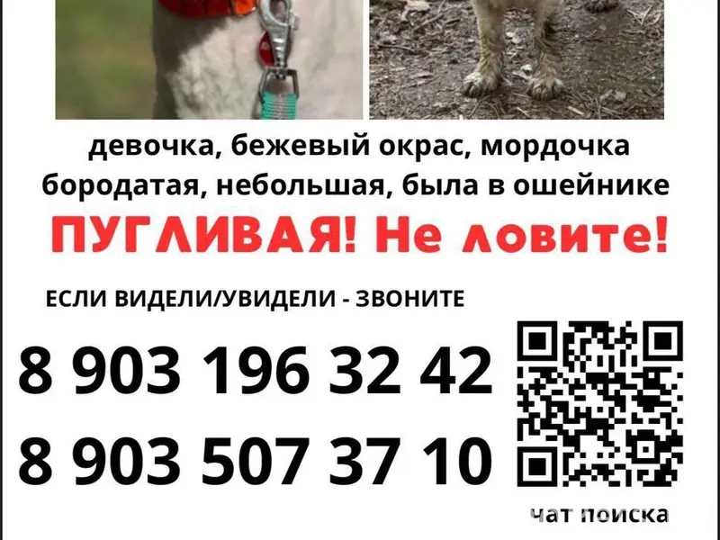 Пропала собака, СЗАО, Митино