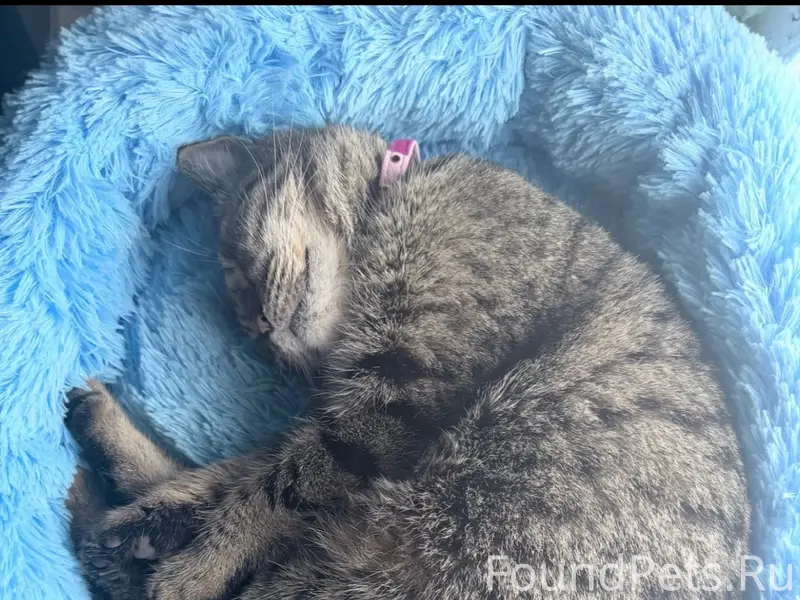 Пропала кошка Муся, Воронежская область