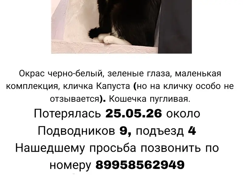 Пропала кошка, микрорайон Ераничи