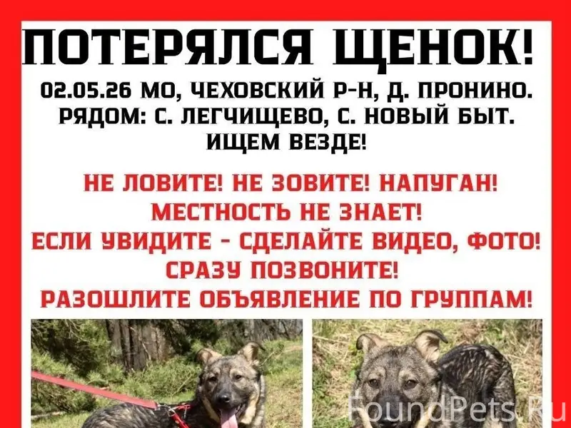Пропал щенок, Чехов, деревня Пронино