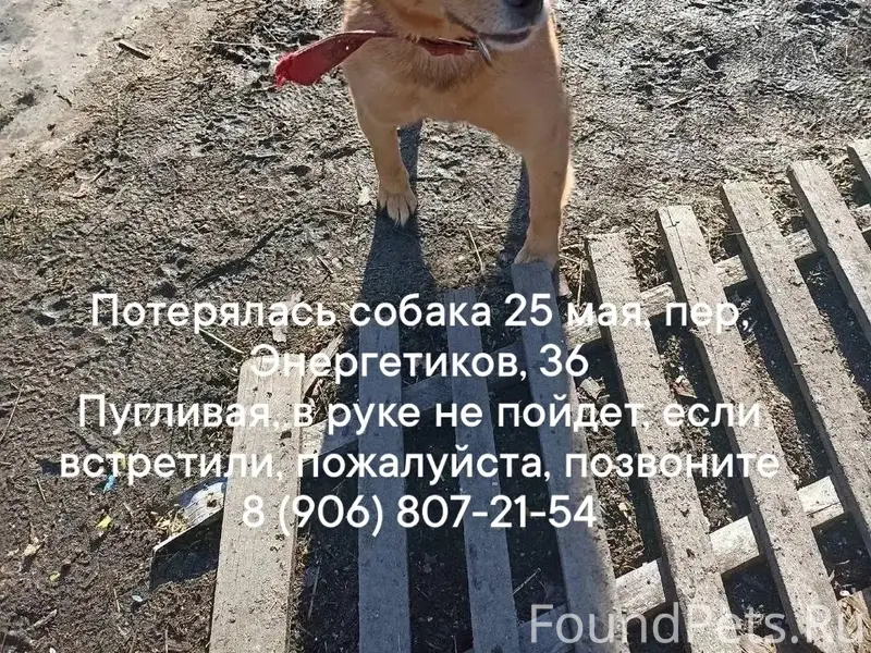 Пропала собака рыжий окрас, Екатеринбург