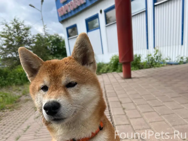 Найден тип собака, Брагино