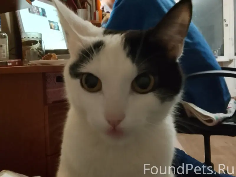 Пропала кошка, Химки