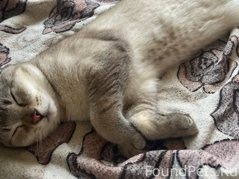 Пропал кот Каспер, район ул. Космонавтов