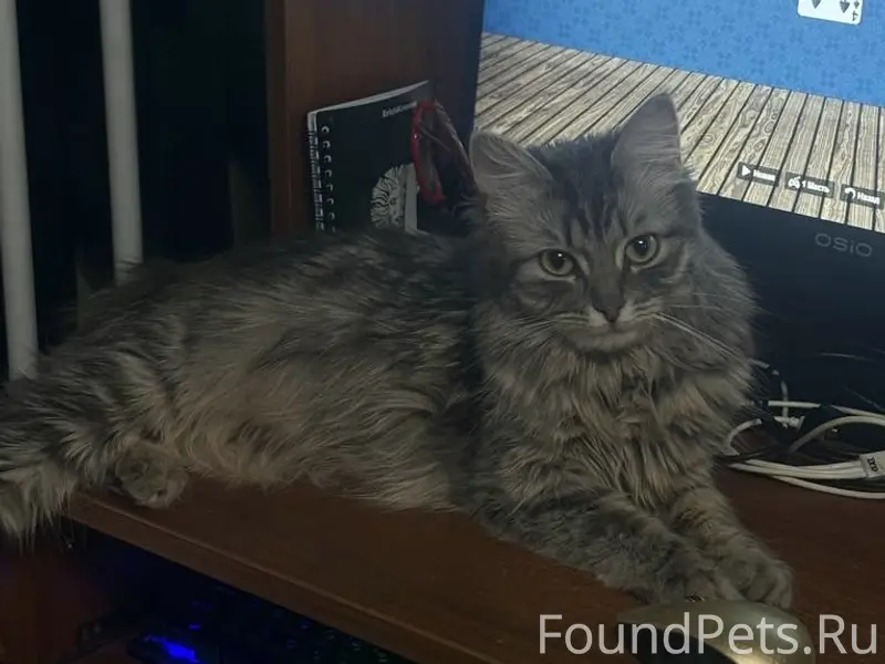 Пропала серая пушистая кошка