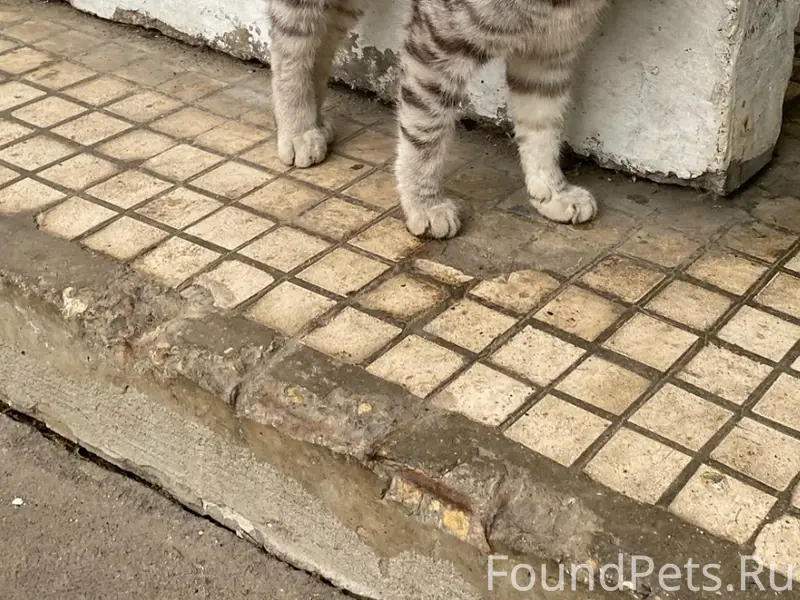 Найдена кошка, г. Клин