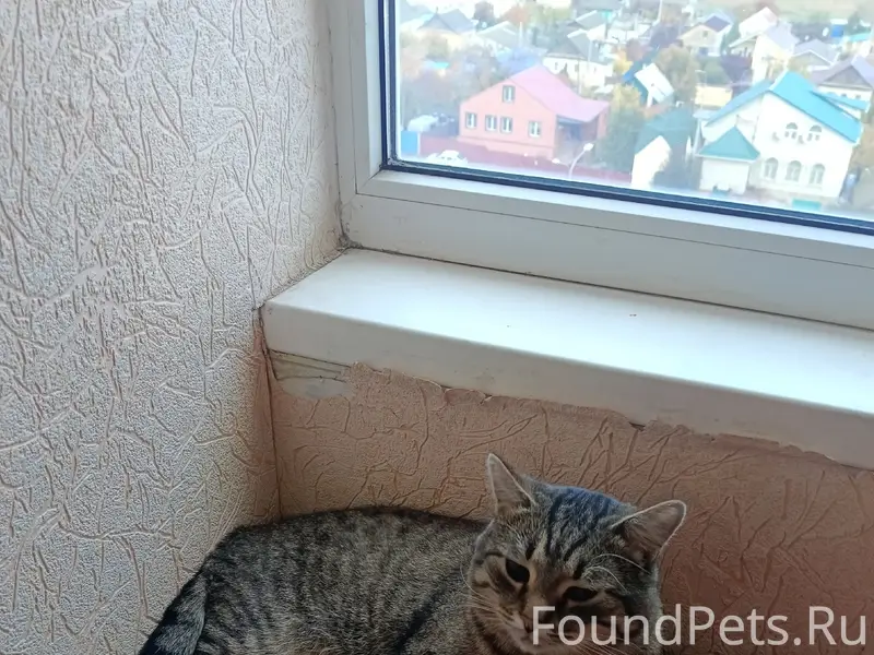 Пропал кот, рана на задней лапе, остановка Больничная