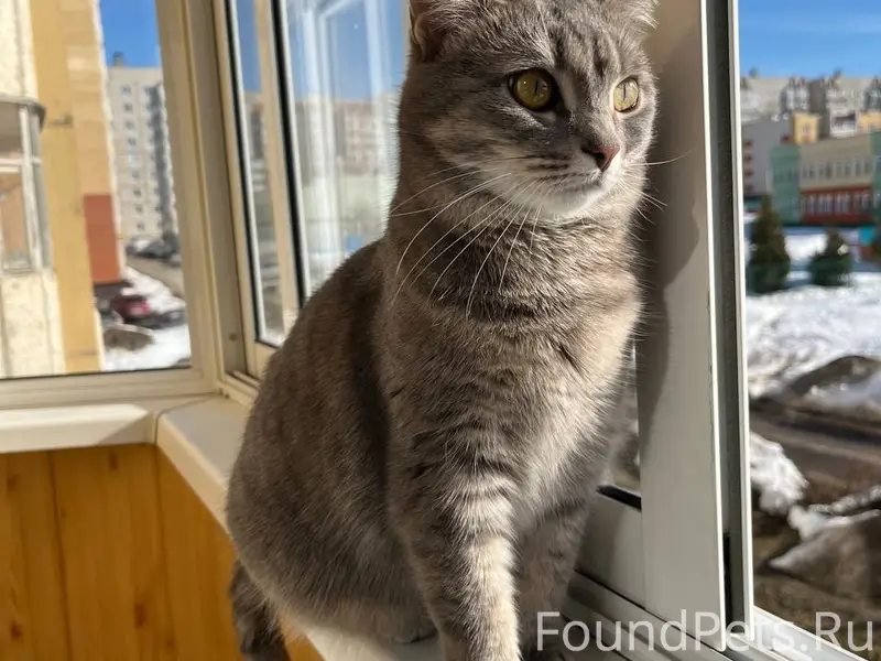 Пропала кошка Фрося / Афродита, Юраково
