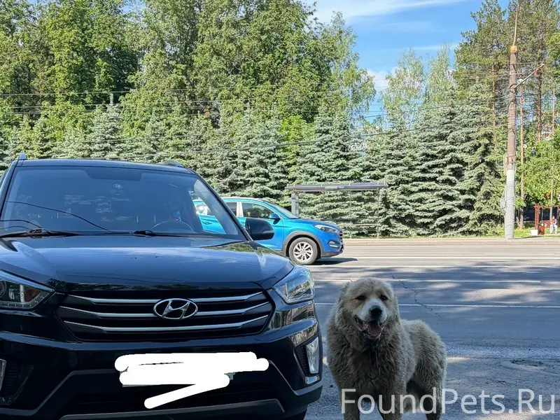 Найден пес, Нижний Новгород