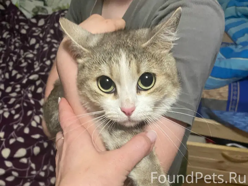 Найдена кошка, Фролы