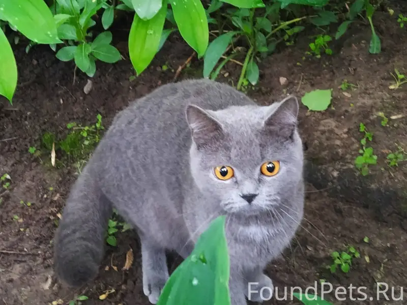 Найдена кошка, район Чкалова