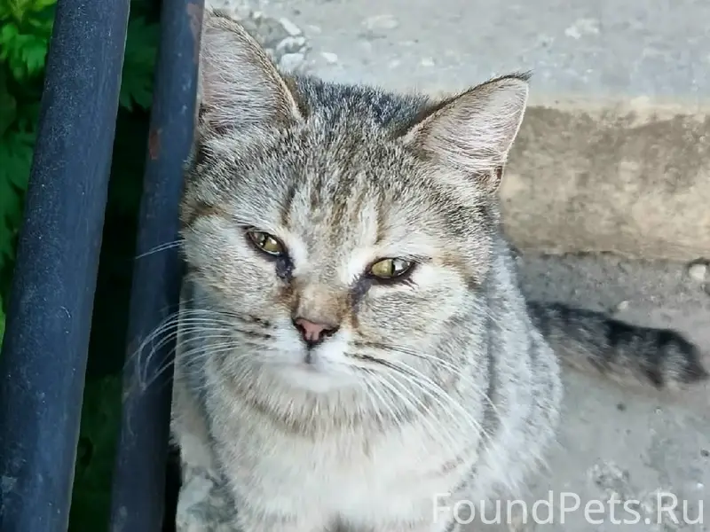 Пропала бездомная кошка, Владимир