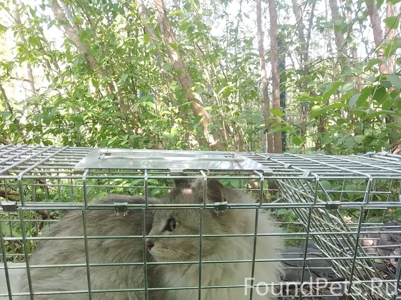 Найдена кошка, Сосногорск