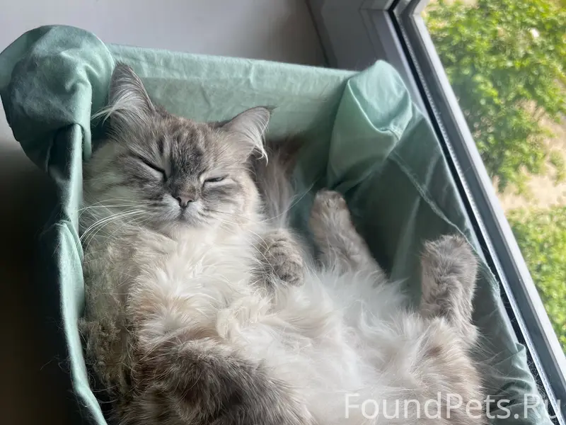 Пропала кошка Боня, район пожарки
