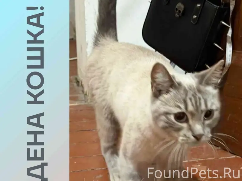 Найдена кошка, Заводской район, Саратов
