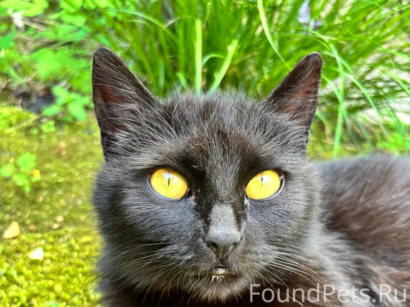 Найдена кошка, район автовокзала