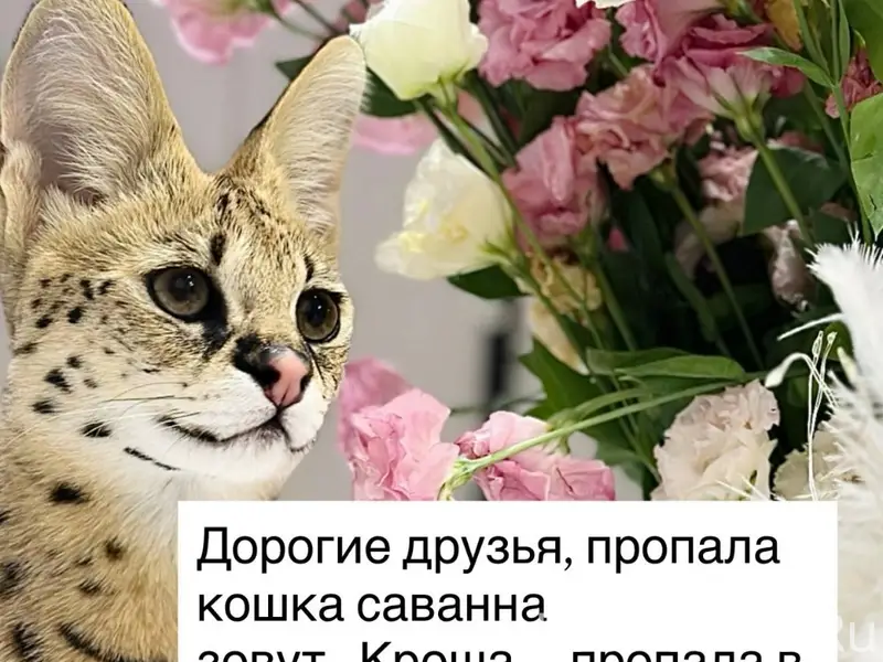 Пропала кошка саванна, Смоленский район