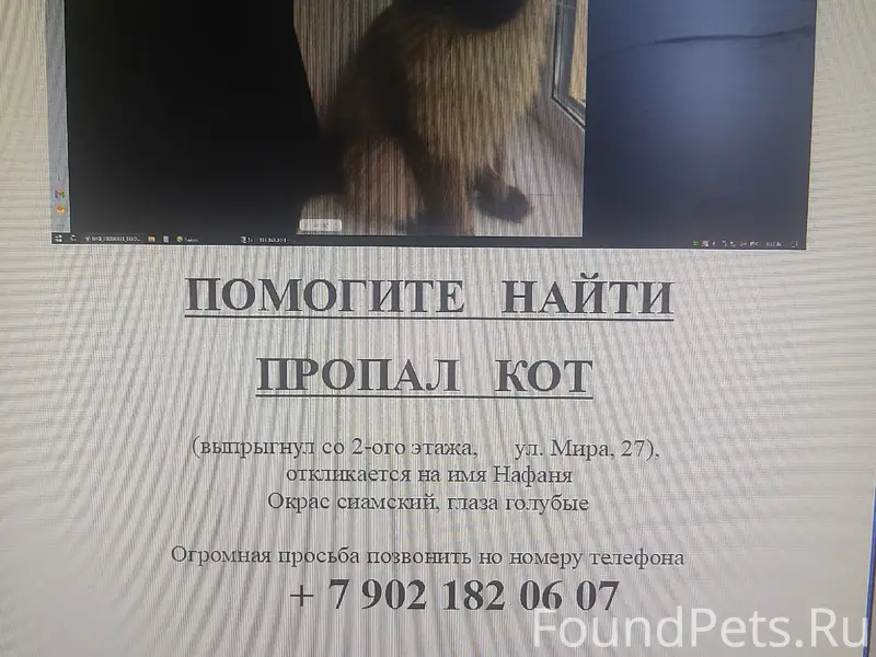 Пропал кот, Центральный район
