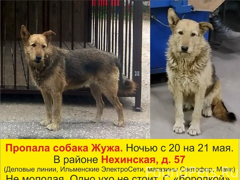 Пропала собака Жужа, район Нехинская