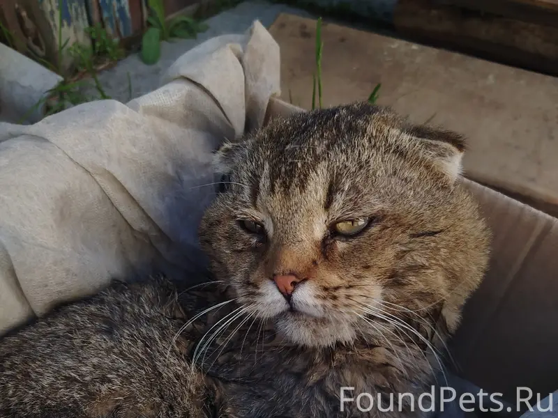 Найден вислоухий кот, п. Белоярский