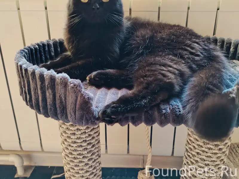 Пропала кошка,