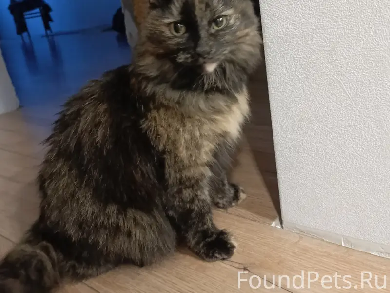 Найдена кошка, Кузнецкий район
