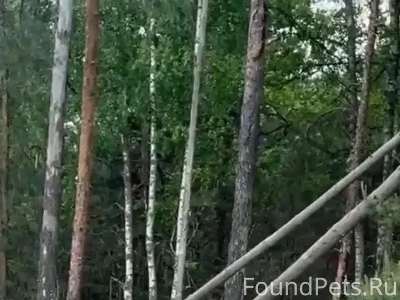Найден а домашний пёс, Шатура