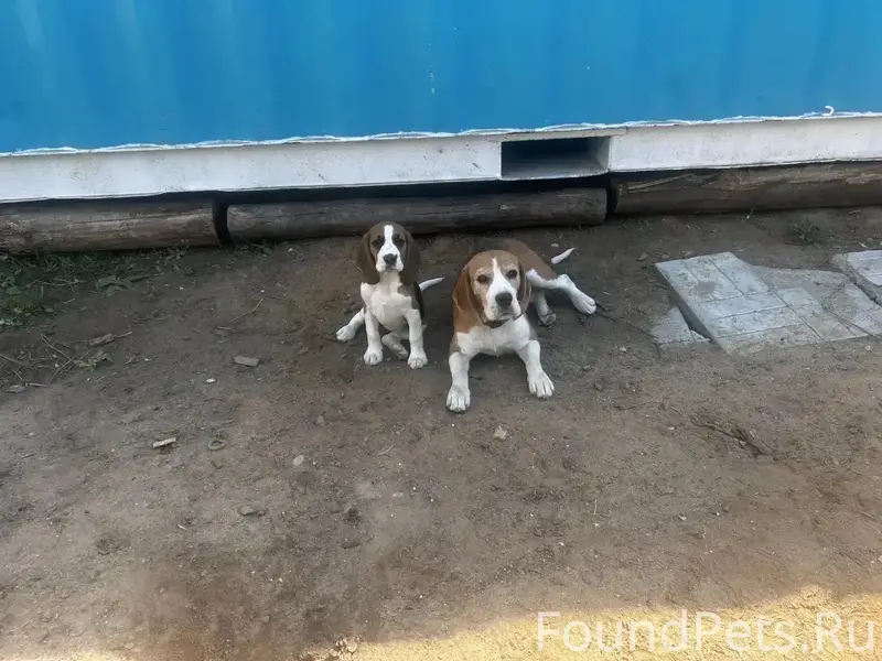 Пропала Бигль, Дедовск