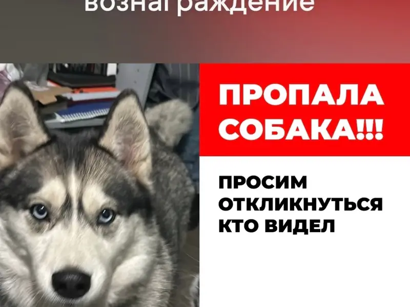 Пропала собака, Ленинский район