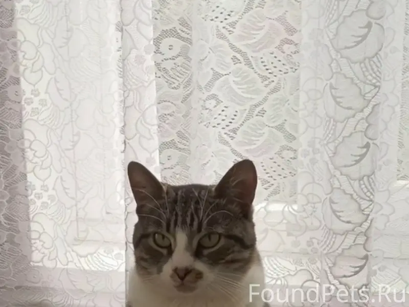 Пропал кот Боня, ул. Ленинградская