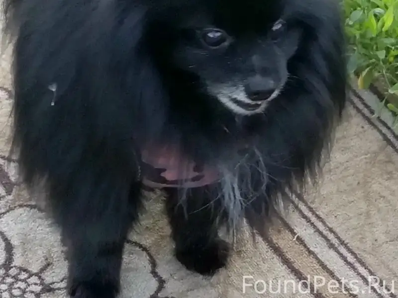 Пропал пёс, Заводской район Саратова