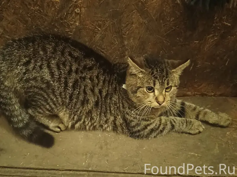 Пропал кот Юки, Киряниха