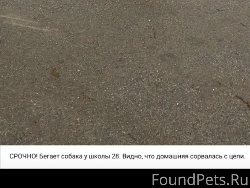 Пропала собака, Суздалка