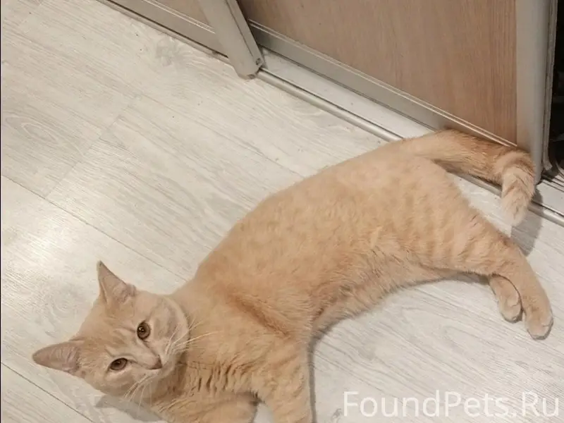 Пропал рыжий кот Твикс, ул. Крупской