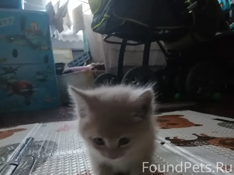 Найден котёнок, Пролетарская улица