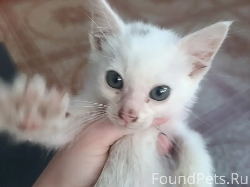 Найден котёнок на улице Калинина, Светлоград
