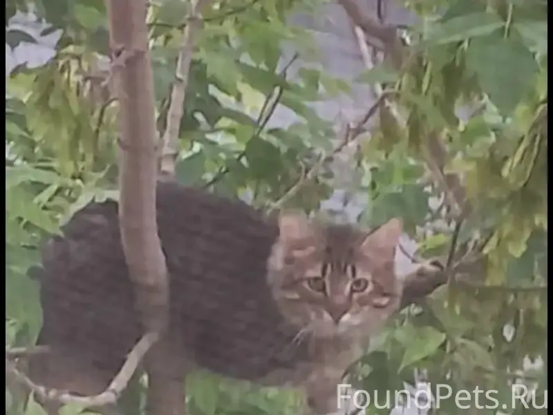 Найдена кошка, возможно домашняя