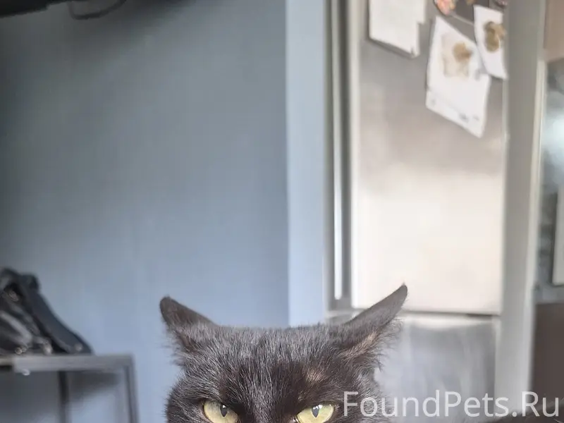 Пропала кошка Стеша, у 'Дикси'