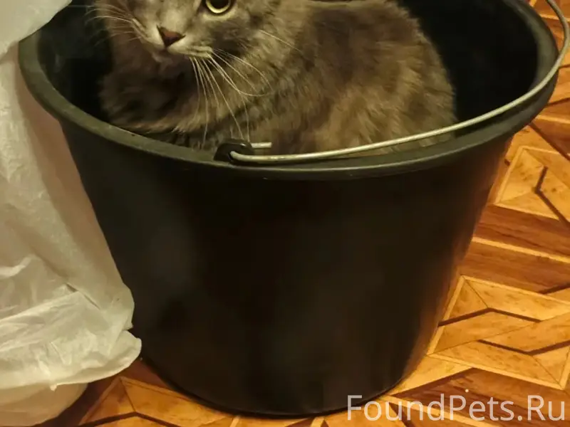 Пропал кот, пушистый, домашний
